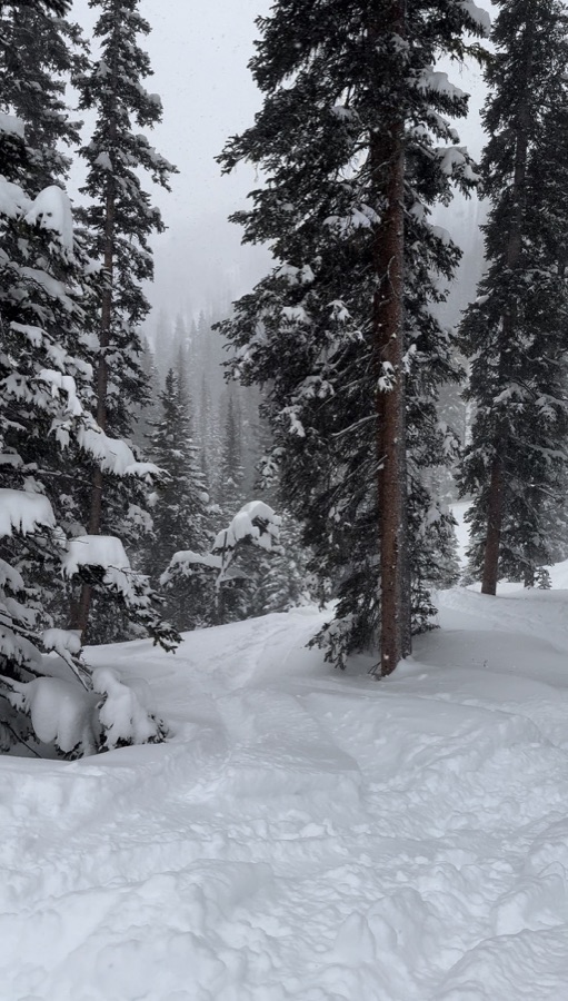 Fresh snow on a tree-lined ski run
